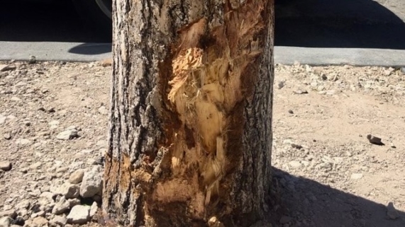 Damaged tree trunk